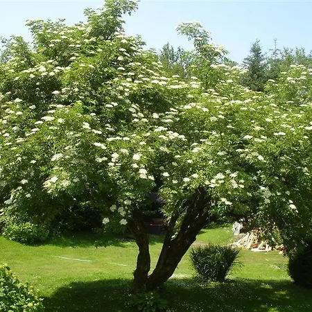 Apartman Haus Ramusch *
