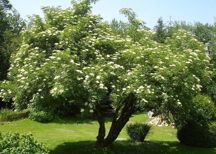 Appartement Haus Ramusch *